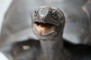 Media type: image;   Herpetology R-11088